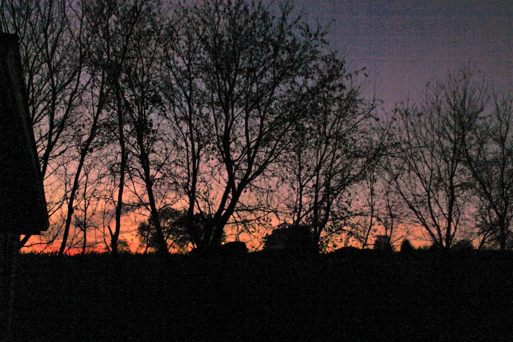 Evening through the trees.