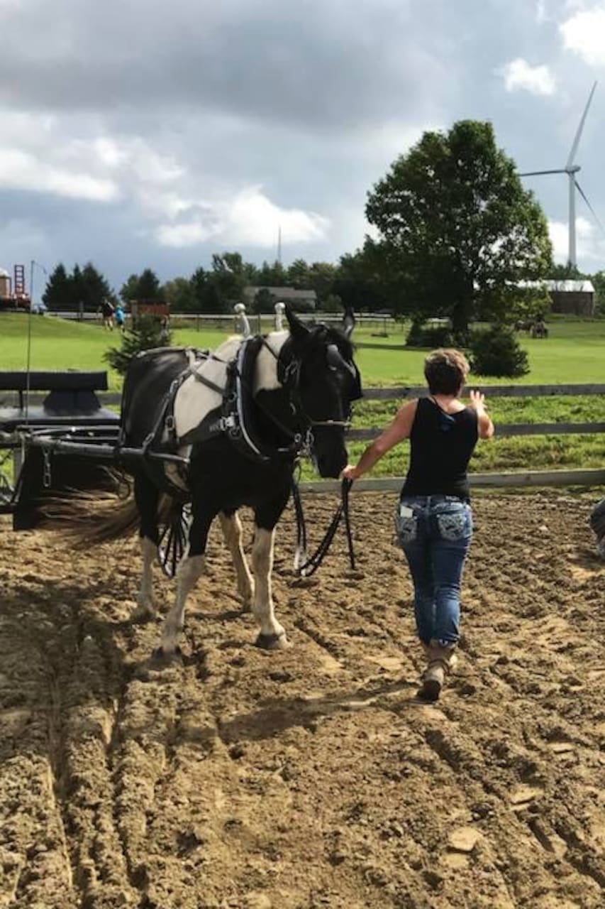 Get Hands On With Our Draft Horses Airbnb Get Hands On With Our Draft Horses Airbnb