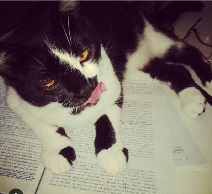 Mia, our laid back cat.