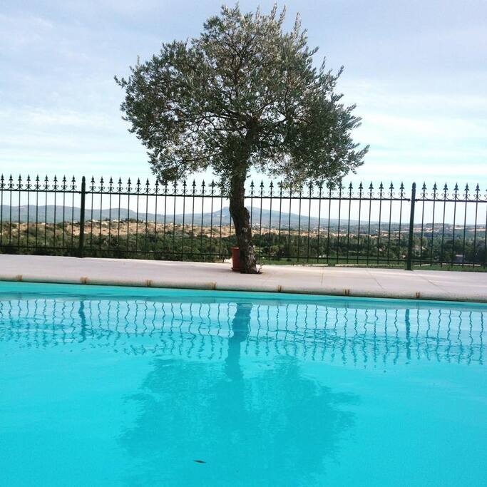 Piscine et olivier