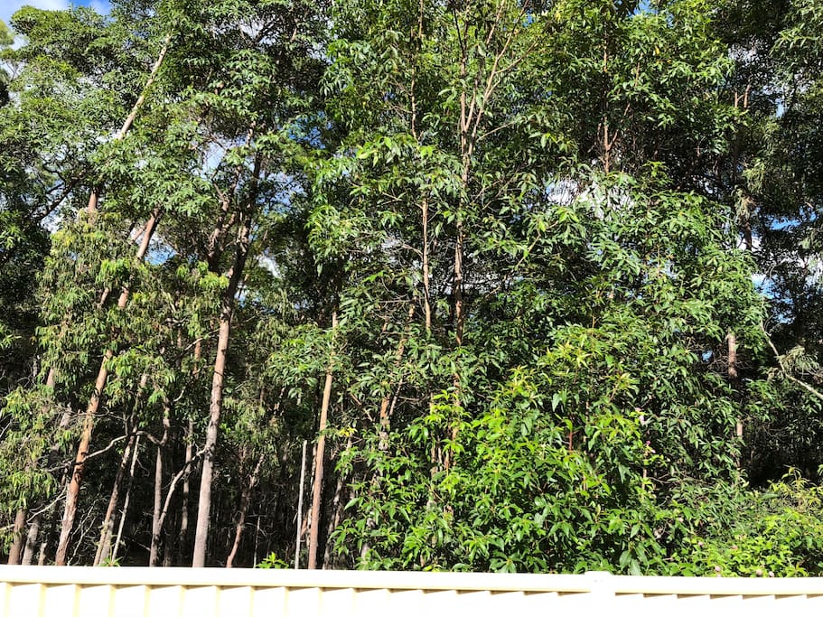 Peaceful view from back patio