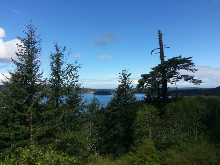 View on a sunny day with the Eagle tree