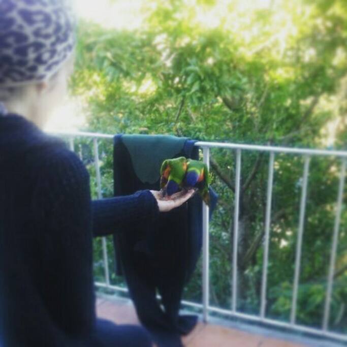 Feeding the parrots on our balcony