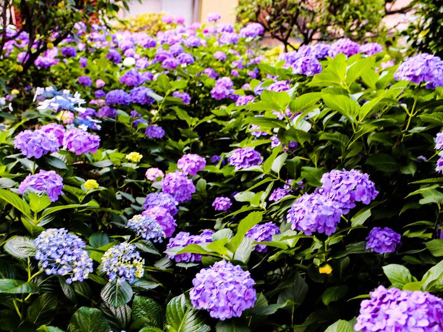 东瀛花物语 东京市内紫阳花圣地白山神社 东京旅游攻略 尽在airbnb爱彼迎