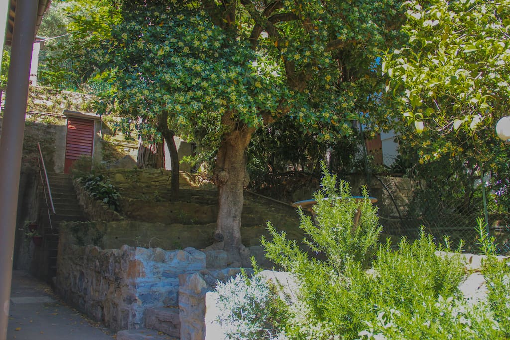 The garden - il giardino