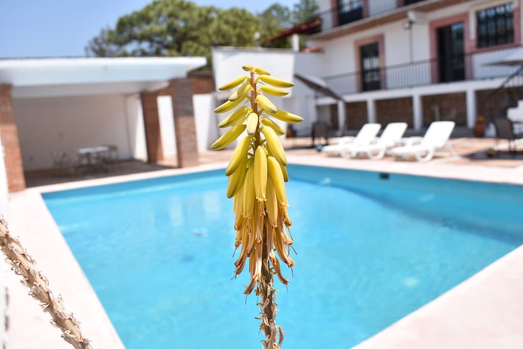 Alberca