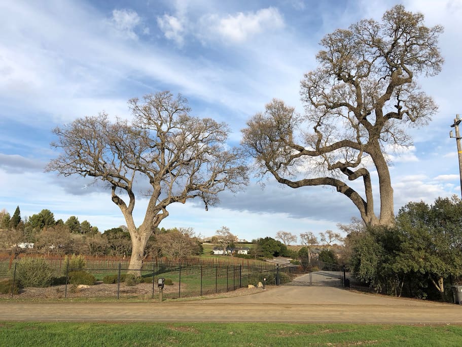 These two massive Valley Oak Trees greet you as you arrive at the property. Combined, they are over 750 years old!