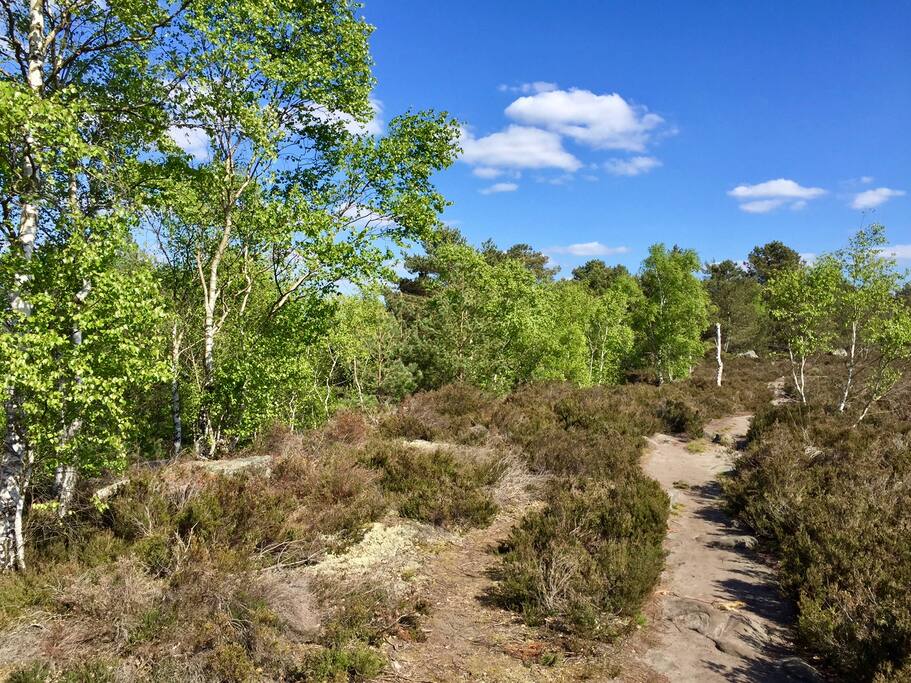 One of the hundreds of walking paths in the forest behind us.