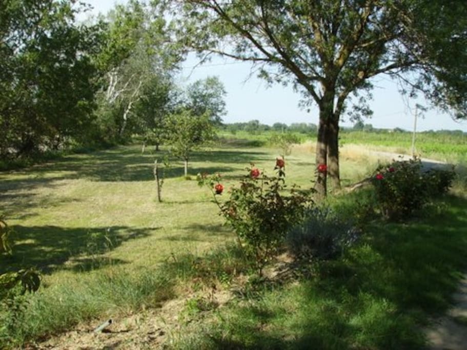 Back Garden