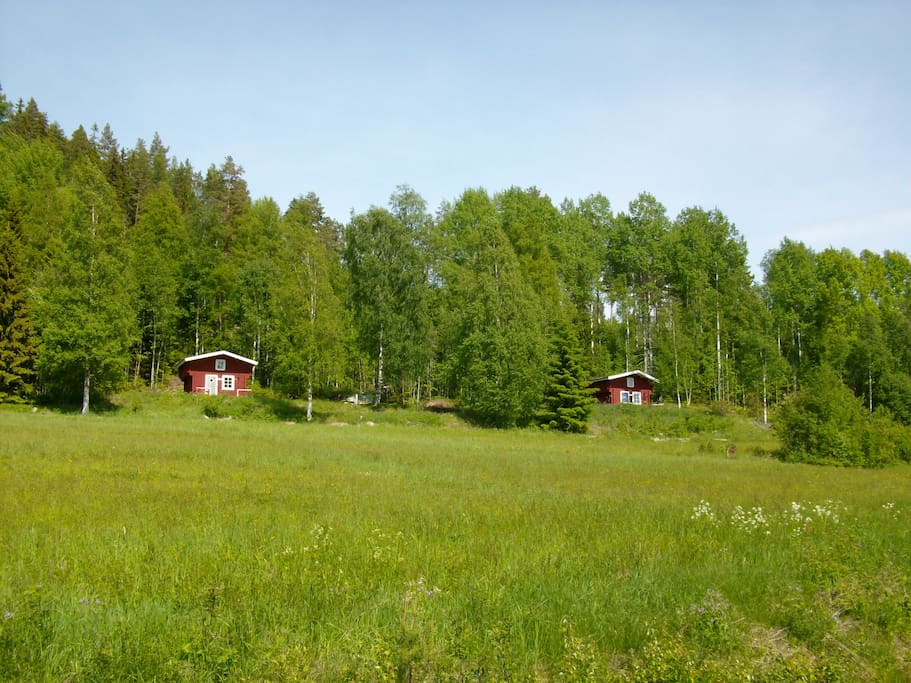 Stugor at edge of forest