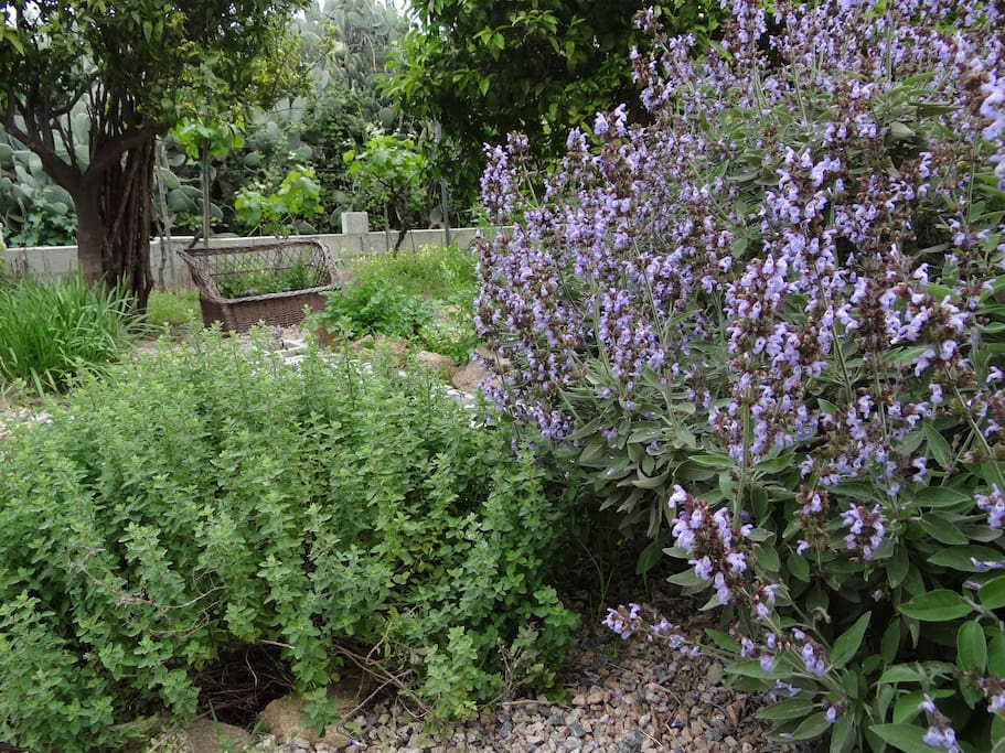 Unser Kräutergarten
-spezie a disposizione
