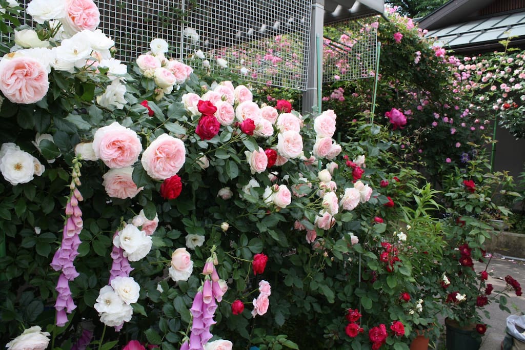 You can see many roses on May and June