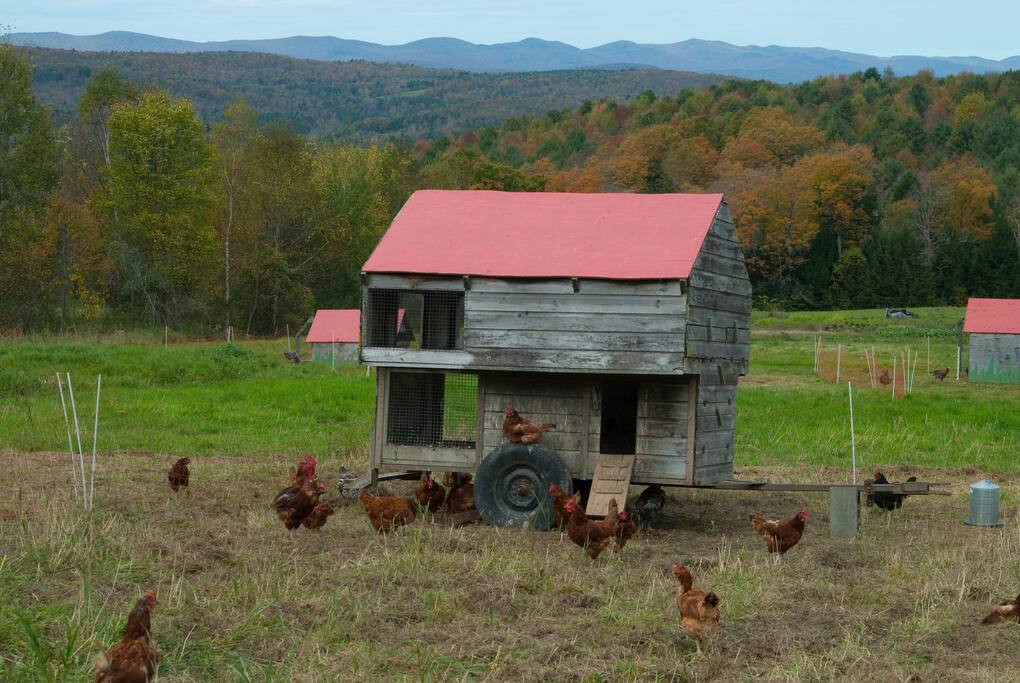 Meet our happy, pasture-raised hens!