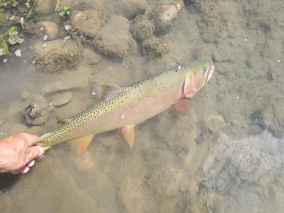 A Cozy Cabin on a Wyoming Ranch Cabins for Rent in Cokeville
