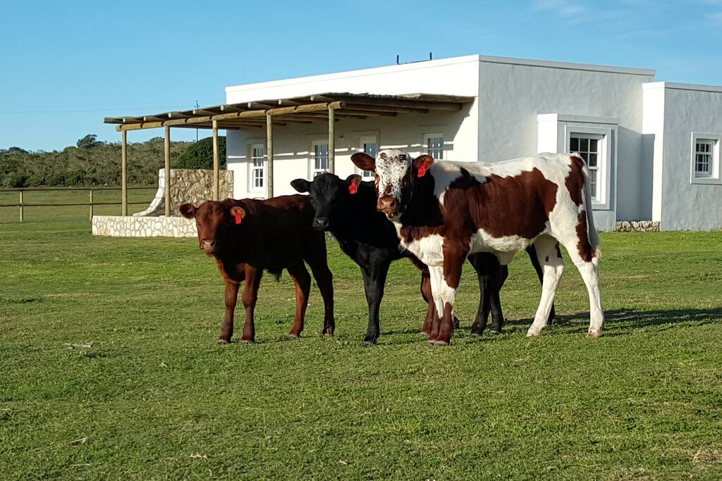 The occasional visitors