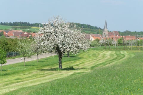 Apartments Martin Reichard