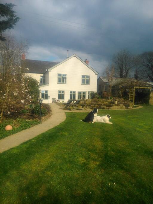 Back garden
