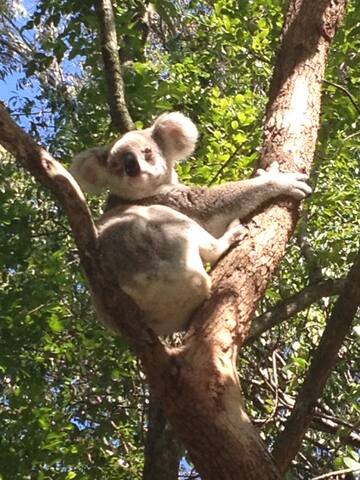 Townhouse in Sunshine Beach gallery image 5