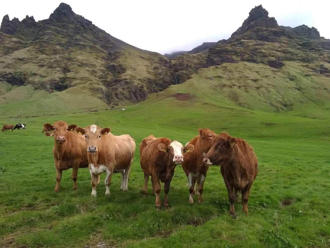 Five brown cows stand in a lush green pasture, with rocky mountains rising in the background. The hillside is covered in shades of green and brown, and a few other cows are visible in the distance, contributing to the pastoral landscape.