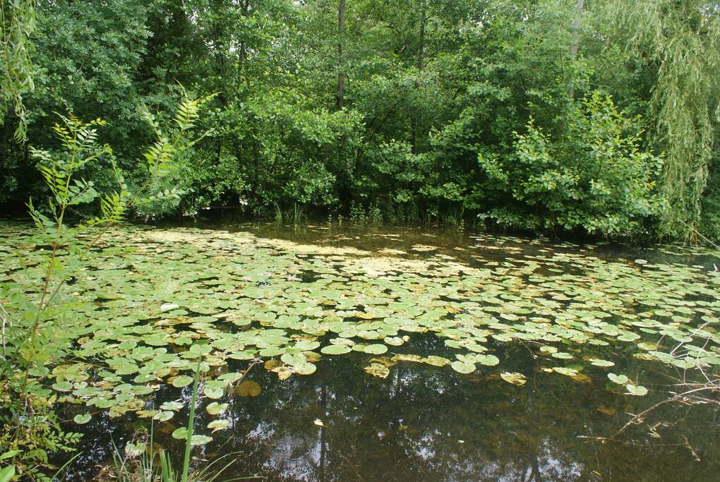 plan d'eau