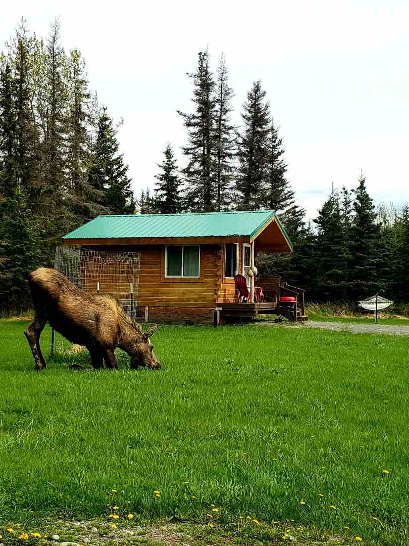 A wooden cabin with a green metal roof is set against a backdrop of tall spruce trees. A moose grazes on the lush green lawn in front of the cabin, creating a peaceful scene in a natural setting.
