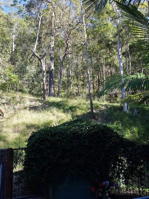 Your Own Private Bush View