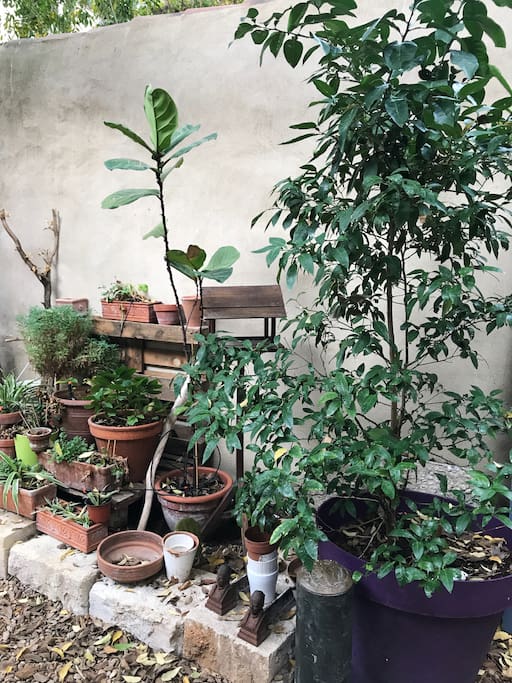 Un petit coin de paradis en plein coeur de ville