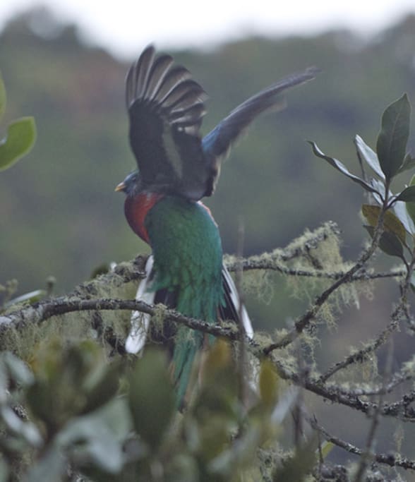 Male Quetzal Taking Off