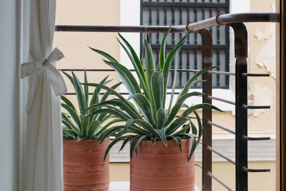 Two large potted plants are placed on a balcony, offering a vibrant green contrast against the backdrop of a muted yellow wall. A decorative railing frames the scene, while a partially open curtain adds a touch of elegance to the view.