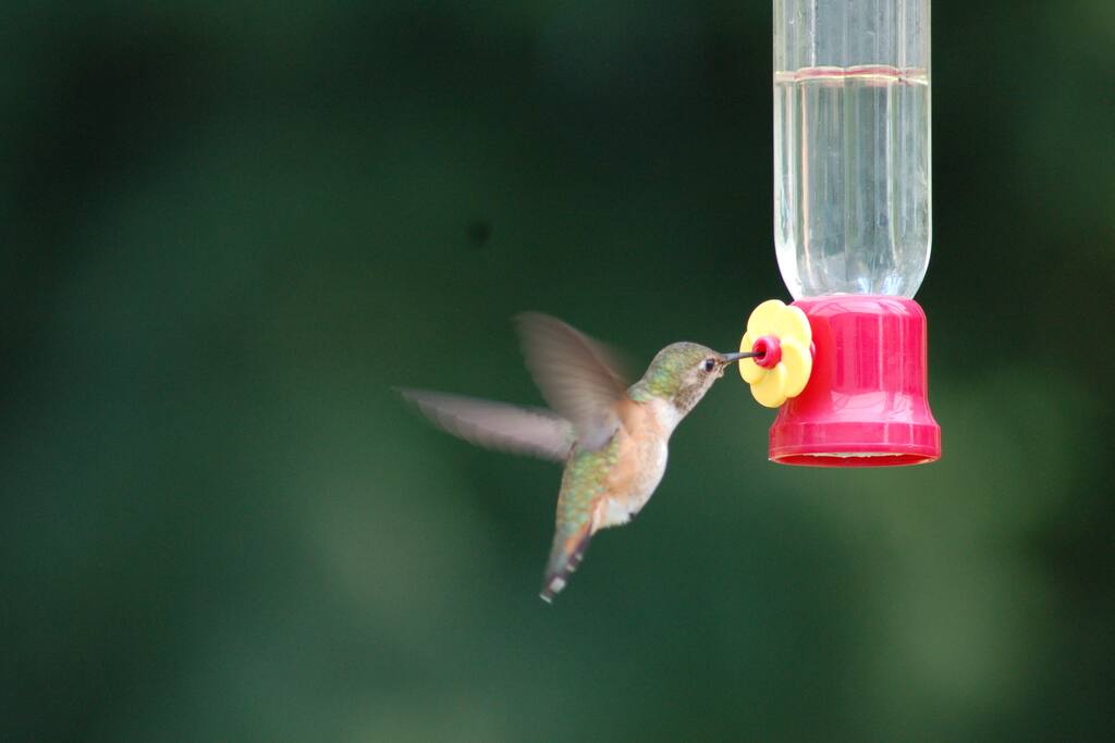 Our resident hummingbirds