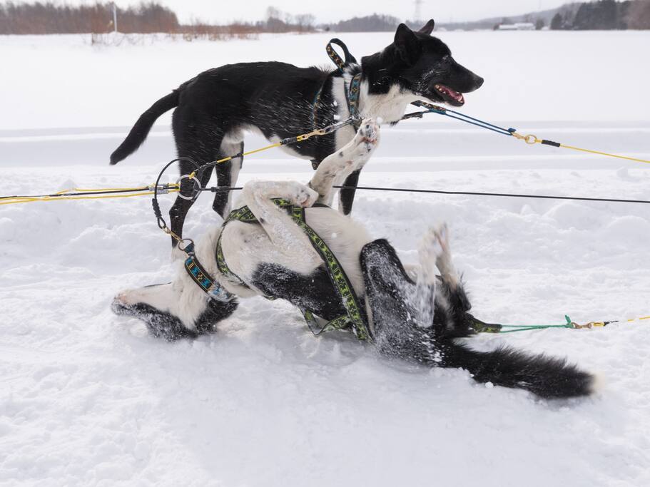 奔跑吧 兄弟 赶着雪橇犬飞奔在大森林 札幌旅游攻略 尽在airbnb爱彼迎 奔跑吧 兄弟 赶着雪橇犬飞奔在大森林 札幌旅游攻略 尽在airbnb爱彼迎