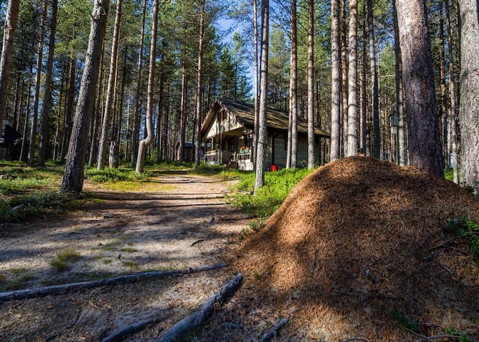 Log Cabin Saunavaara - Finland