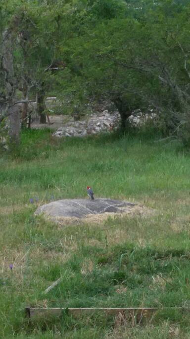 Patio, vista de pájaros de la zona