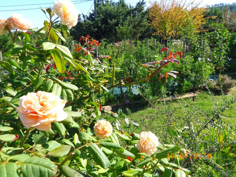 potager