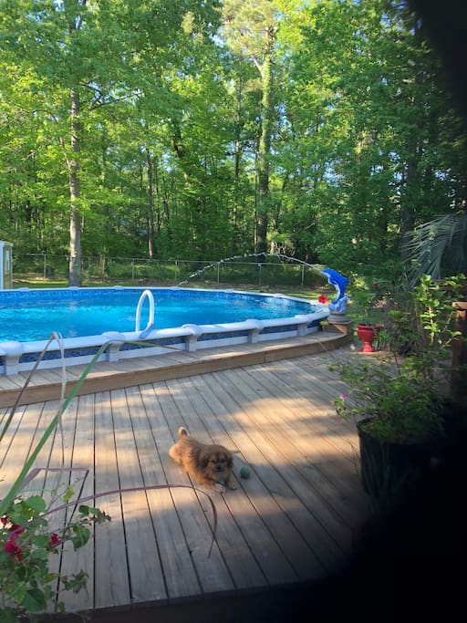 backyard pool area