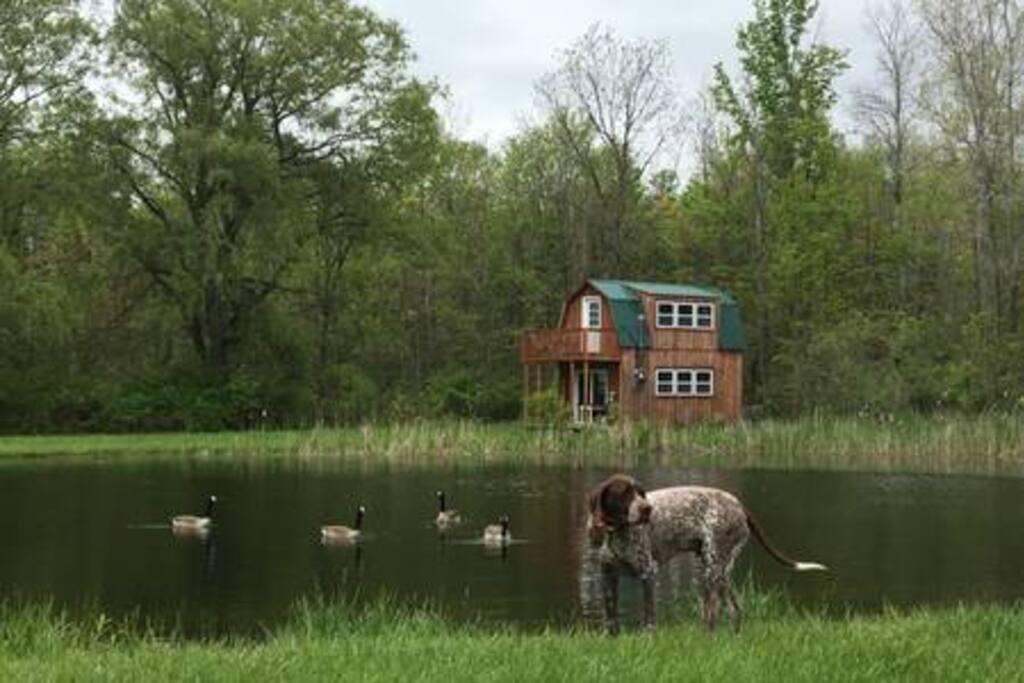 This is Mortimer aka Mortie with some friends by the Pond with the Little House in the background.