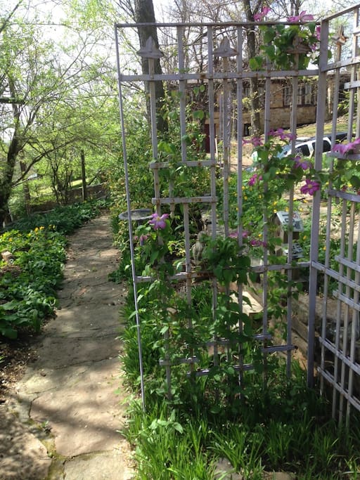 Garden path
Blooming Clematis