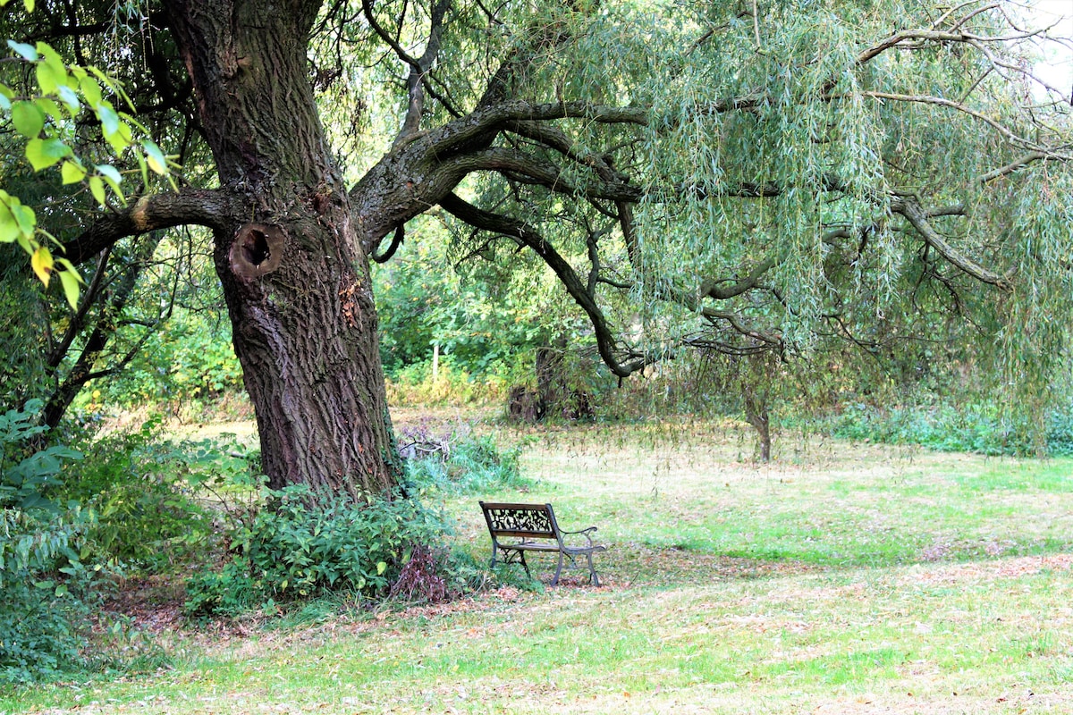 A large, mature tree stands gracefully in the garden, its branches extending overhead. Beneath the tree, a simple metal bench is positioned on a grassy area, surrounded by a variety of greenery, creating a serene and inviting outdoor space.