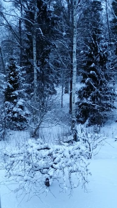 Wintery view from the room