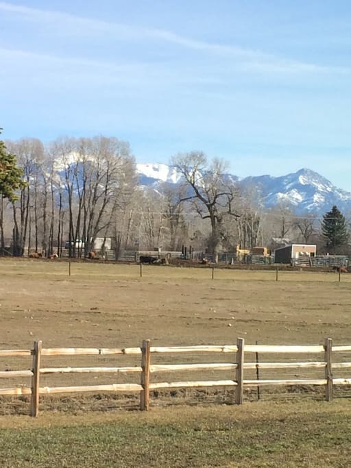 Vieuw from the Green room window. Bridger Mountains