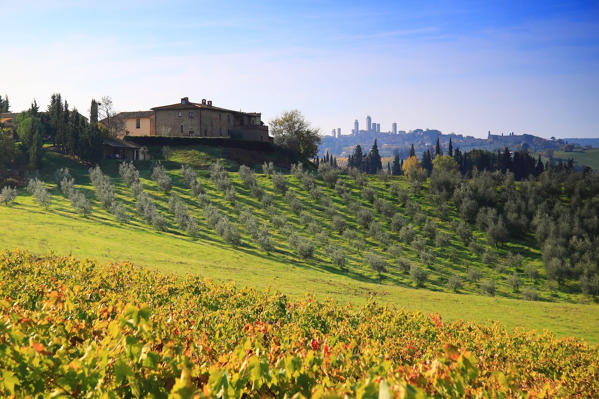 A scenic view showcases rolling hills adorned with neat rows of grapevines and olive trees, leading up to a charming farmhouse. In the background, the towers of San Gimignano are visible against a clear blue sky, highlighting the tranquility of the Tuscan countryside.