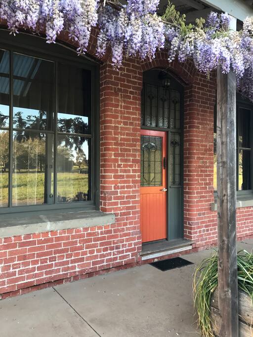 The wisteria in spring