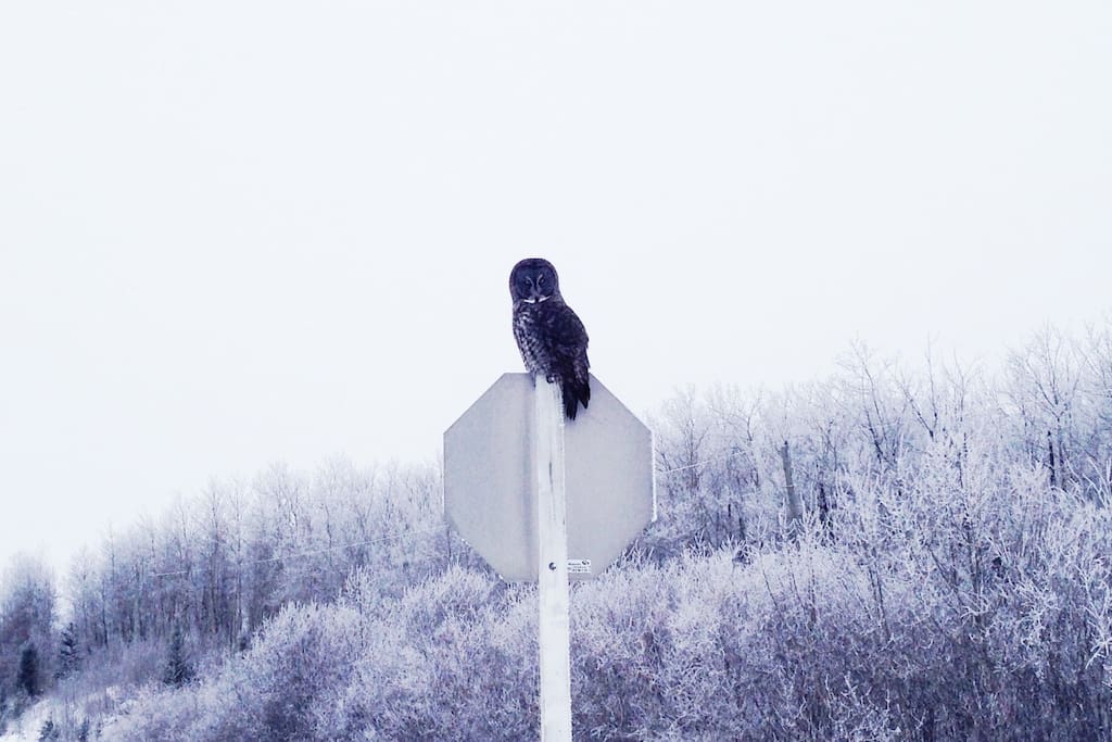 Great grey owl