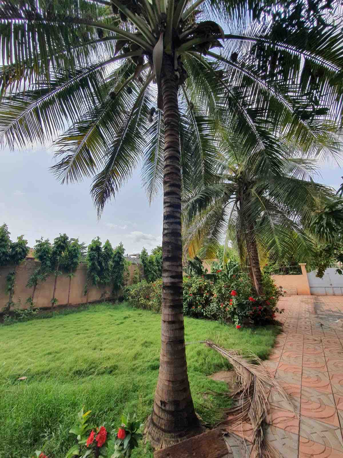 A lush outdoor space is framed by tall palm trees, creating a natural canopy. Green grass spreads across the area, complemented by flowering shrubs and neatly arranged landscaping. The patio is bordered by a decorative tile pathway leading to a vibrant garden.