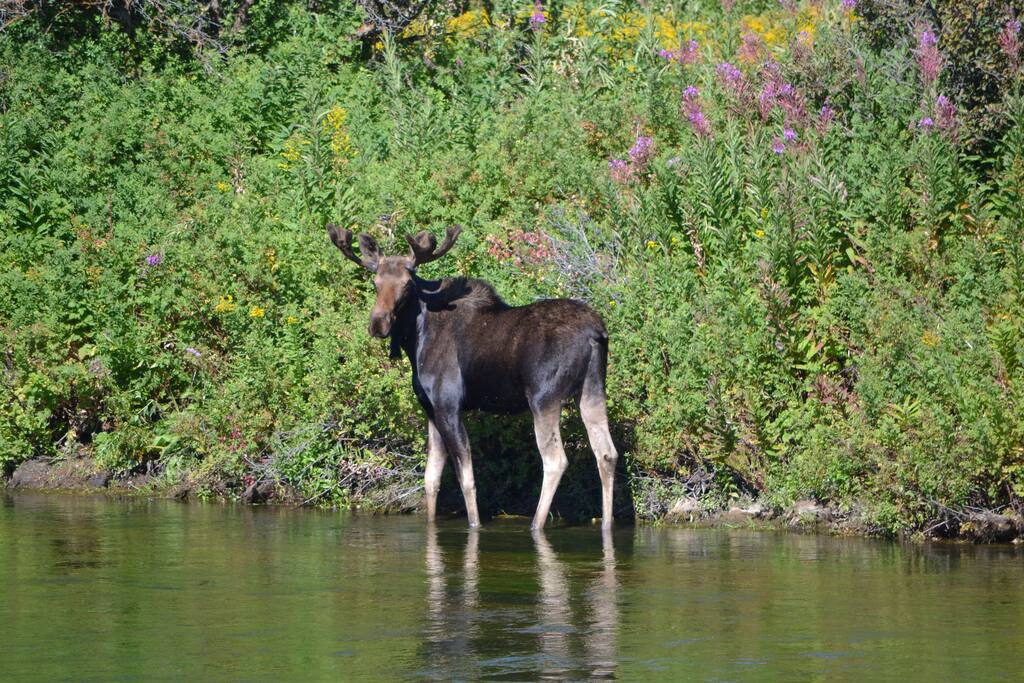 Wildlife are a common site