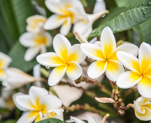 Lone Pine House – business, family, groups, pets gallery image 2