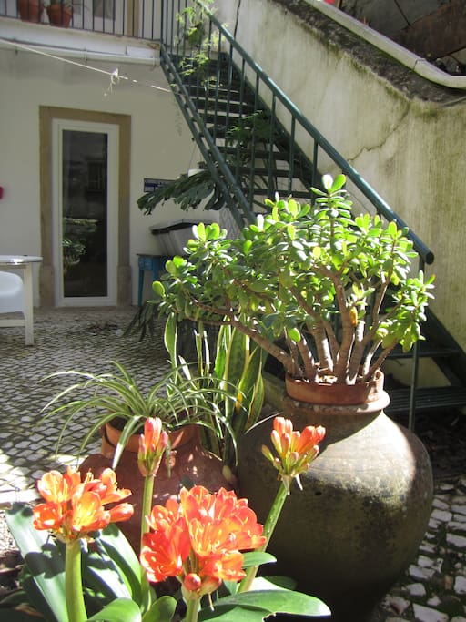 Patio covered with Portuguese traditional sidewalk. Lots of green!