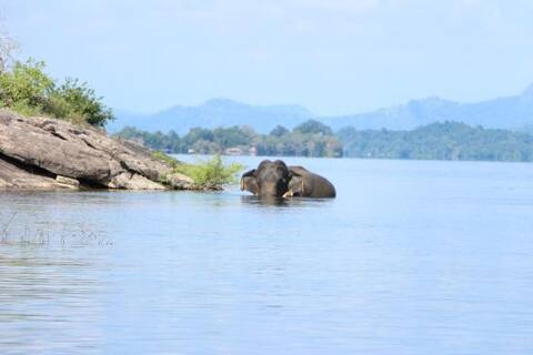 استمتع بالسباحة مع الأفيال والغرف الفندقية بالقرب من حديقة غال أويا