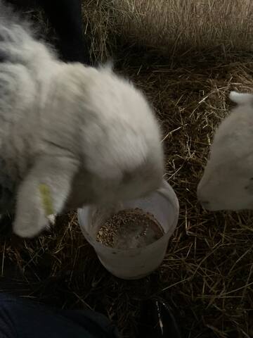 Tea With Naughty Sheep