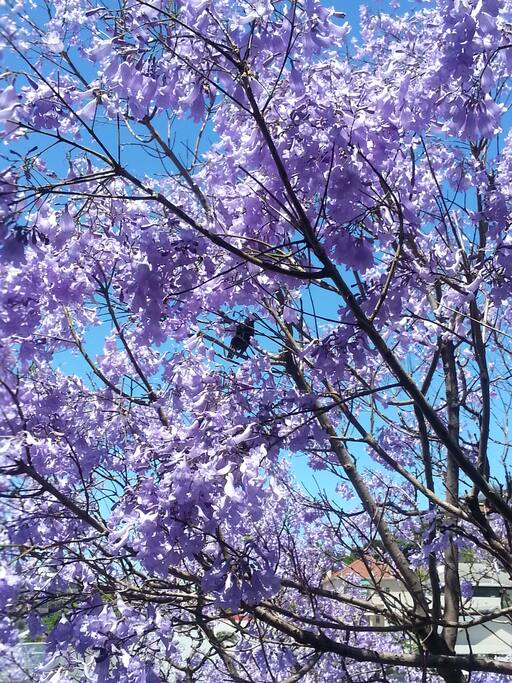 View of the Jacaranda trees surrounding the apartment during spring time